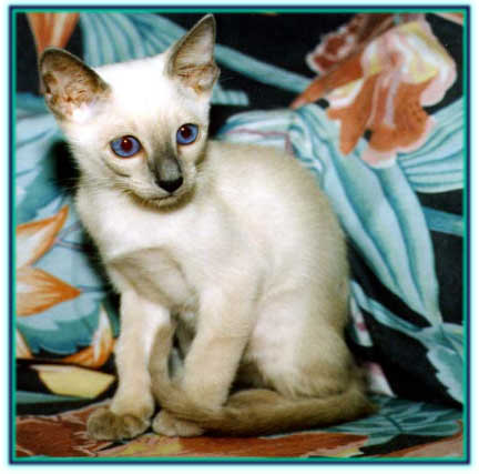 SIAMESE