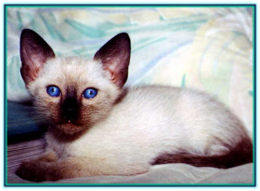 Siamese